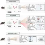 New study reveals critical role of C1q protein in neuronal function and aging