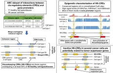 New study reveals crucial housekeeping genetic elements and their potent role to fight cancer