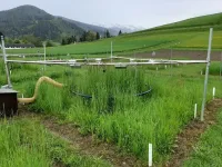 New study reveals how climate change may alter hydrology of grassland ecosystems