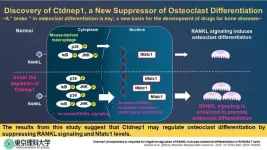 New study reveals key protein that could help prevent excessive bone loss in osteoporosis