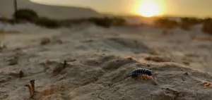 New study reveals larger insects critical role in decomposition in arid ecosystems