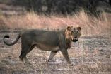 New study reveals lions are rapidly losing ground in Africa