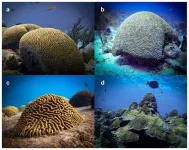 New study reveals optimized in vitro fertilization techniques to boost coral restoration efforts in the Caribbean