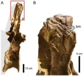 New study reveals surprising insights into feeding habits of carnivorous dinosaurs in North America 2