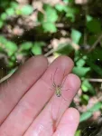 New study reveals that tree species diversity increases spider density