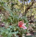 New study reveals that tree species diversity increases spider density 2