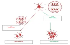 New study reveals unique histone tag in adult oligodendrocyte progenitor cells, opening doors for advanced myelin repair therapies