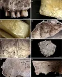 New study reveals unique insights into the life and death of Stone Age individuals from modern-day Ukraine 2