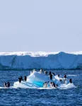 New study sheds light on Adélie penguins' reliance on declining sea ice during molt