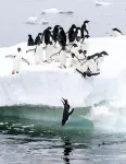 New study sheds light on Adélie penguins' reliance on declining sea ice during molt 2