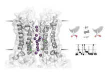 New study sheds light on the gating mechanism of ion channels