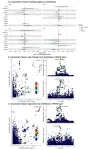 New study sheds light on the link between lipids and cholelithiasis 2