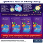 New study sheds light on the molecular mechanisms underlying SLC29A3 disorders