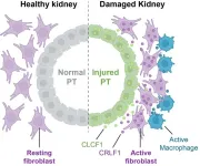 New study shows cells get involved in unhealthy relationships after acute kidney injury (AKI) in mice