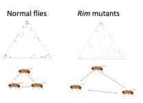 New study shows flies mutant for schizophrenia-associated genes respond well to anti-psychotics