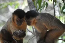 New study shows how social bonds help tool-using monkeys learn new skills