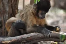 New study shows how social bonds help tool-using monkeys learn new skills 2