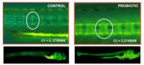 New study shows probiotics help fish grow up faster and healthier