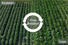 New study shows that corn-soybean crop rotation benefits are extremely sensitive to climate