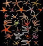 New study uncovers taxonomic breakthrough in the common ophiuroid Ophiothrix angulata (Echinodermata: Ophiuroidea)