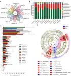 New study unveiled burn injury disrupts gut microbiome and weakens intestinal mucus barrier