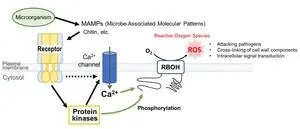 New study unveils how plants control the production of reactive oxygen species 2