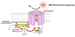 New study unveils how plants control the production of reactive oxygen species 3