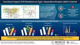 New study unveils the impact of mutations in the calcium release channel on muscle diseases