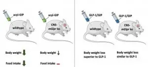 New targets for the development of a drug treatment for obesity and type 2 diabetes