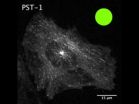 New technique for precise light-activated chemotherapy drugs 2