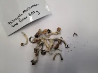 New technique measures psilocybin potency of mushrooms