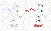 New technique reveals unseen information in DNA code