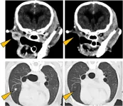 New therapy target for malignant melanomas in dogs