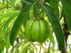 New Time-Limited Miracle Garcinia Cambogia Offers Are Now Available: miraclegarciniacambogia.com Announces Fresh Discounts Applicable to Limited In-Stock Supplies 3