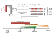 New timeline for Neandertal gene flow event