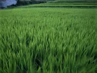 New tool for genetics and cultivating high-quality rice