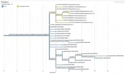 New tools enable rapid analysis of coronavirus sequences and tracking of variants