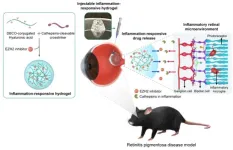 New treatment developed to dramatically slow down the progression of blindness-causing retinal diseases