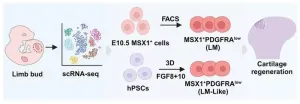 New type of stem cells contains potential for knee cartilage regeneration in arthritic mice