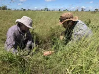 New UNCG research will help better predict the health  and sustainability of ‘grassy’ ecosystems