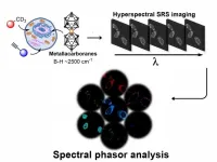 New work sheds light on inner working of cells