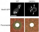 New yeast prion helps cells survive