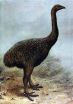 New Zealands moa were exterminated by an extremely low-density human population