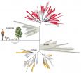 Newfound groups of bacteria are mixing up the tree of life