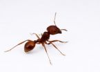 Newly decoded ant genomes provide clues on ant social life, pest control