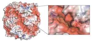 Newly discovered ability of comammox bacteria could help reduce nitrous oxide emissions in agriculture