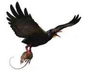 Newly discovered Late Cretaceous birds may have carried heavy prey like extant raptors 2