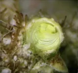 Newly-discovered “margarita snails” from the Florida Keys are bright lemon-yellow 2