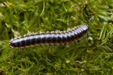 Newly discovered millipede, Nannaria hokie, lives at Virginia Tech