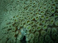 Newly discovered probiotic could protect Caribbean corals threatened by deadly, devastating disease